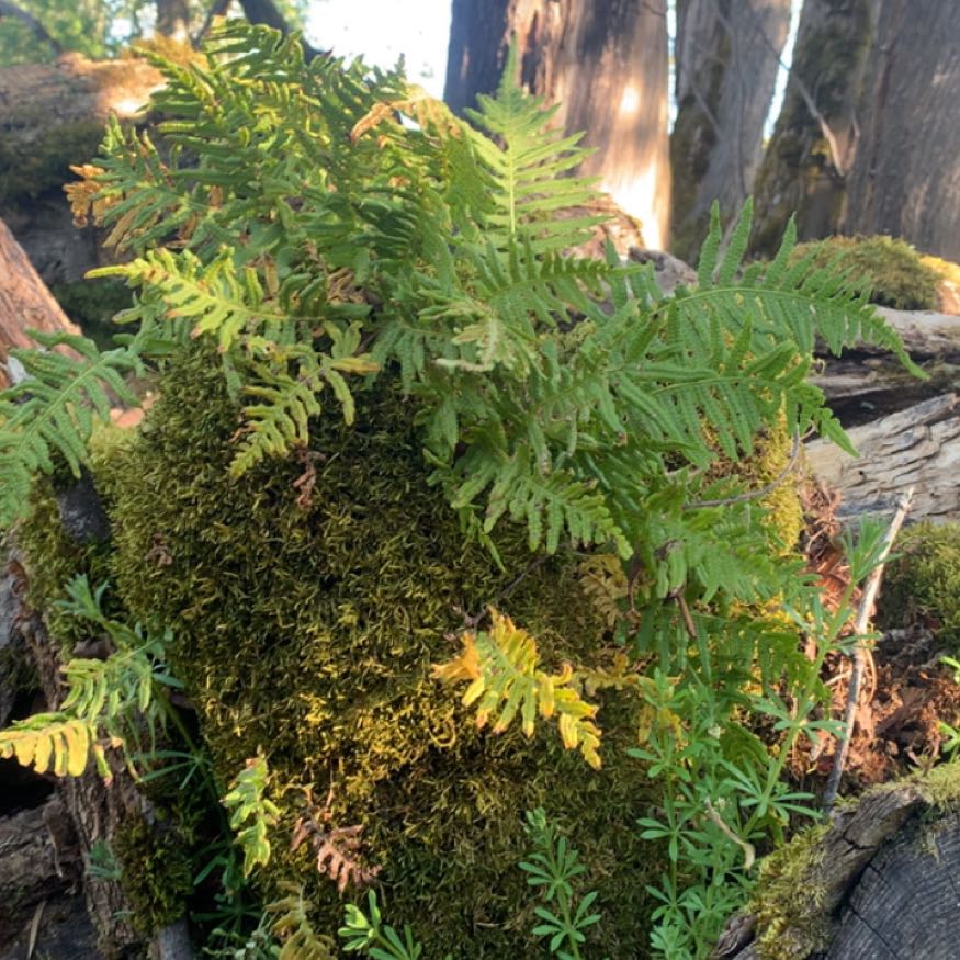 Photo of the plant species Common Polypody by @EclecticChives named Robert Plant on Greg, the plant care app