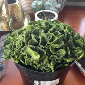 Photo of the plant species Green Coral Cactus by @LegitRedclaws85 named Demi on Greg, the plant care app