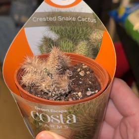 Photo of the plant species Crested Snake Cactus by @HeirIronweed99 named Sigmund on Greg, the plant care app