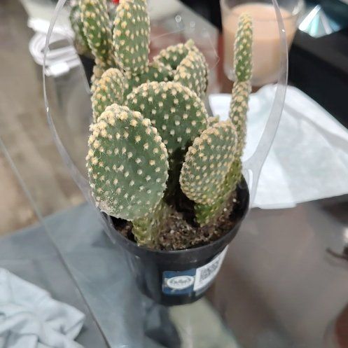 Photo of the plant species Bunny Ears Cactus 'Honey Mike' by @FunNapaea43 named Bigleef Smalls on Greg, the plant care app