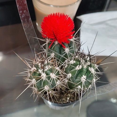 Photo of the plant species Spiny Flower Cactus by @FunNapaea43 named Girlfrond on Greg, the plant care app
