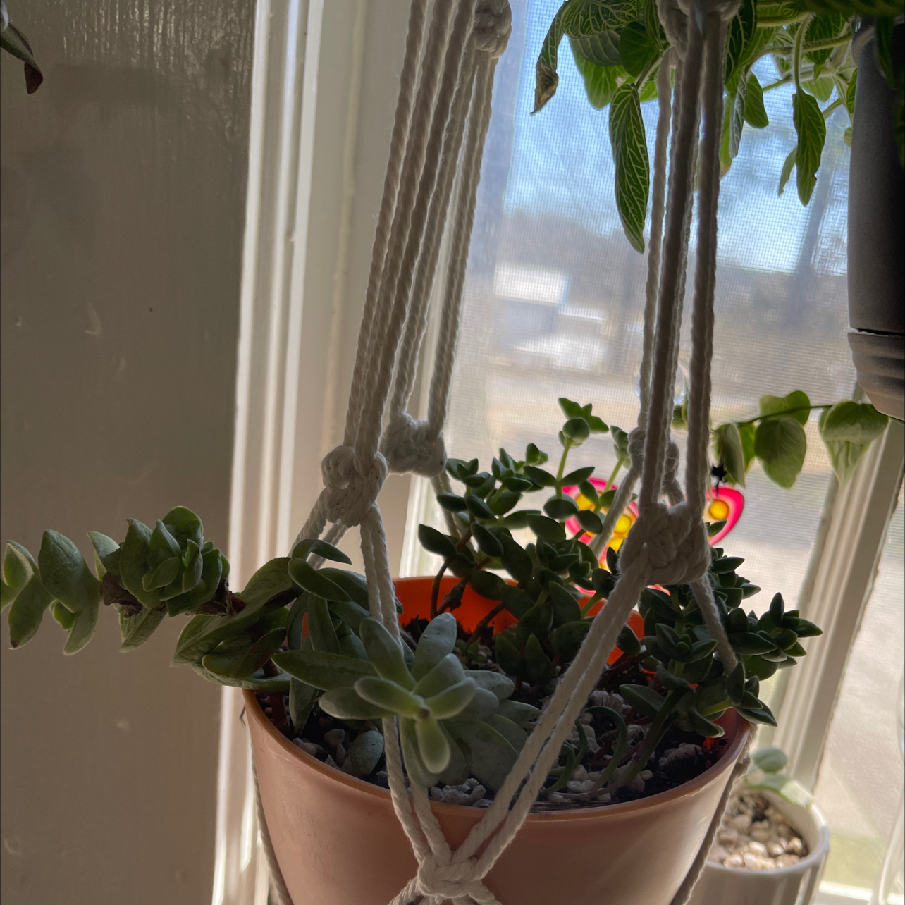 Hanging potted succulent plant in a macrame holder, identified as Tom Thumb.