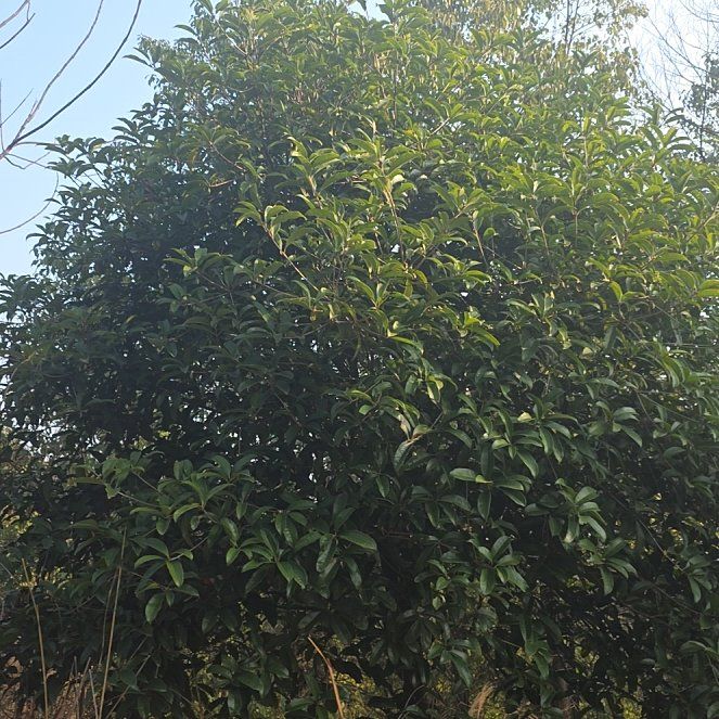 Photo of the plant species Glossy Privet by @DynamoDuwei15 named Felix Jr on Greg, the plant care app