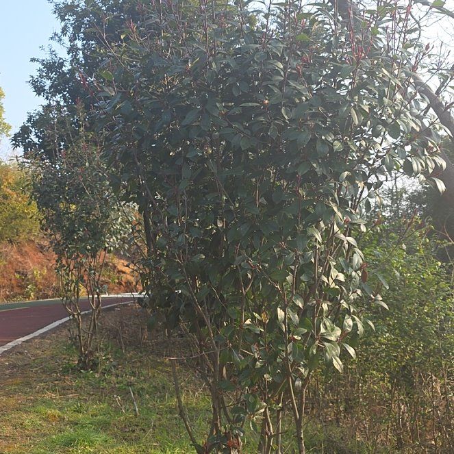 Photo of the plant species Redbox by @DynamoDuwei15 named Daddy67 Jr on Greg, the plant care app