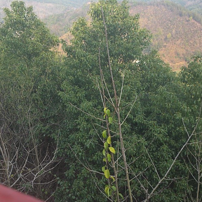 Photo of the plant species Kurrajong by @DynamoDuwei15 named Daddy67 Jr the 2nd on Greg, the plant care app