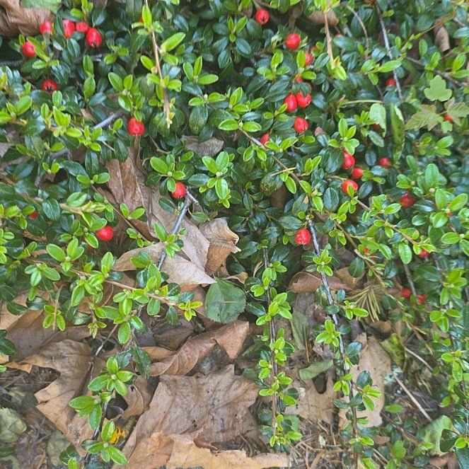 Photo of the plant species Rockspray Cotoneaster by @DynamoDuwei15 named Jerry Jr The 2nd on Greg, the plant care app