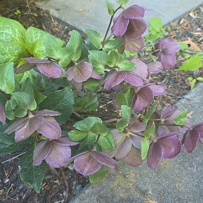 Photo of the plant species Lenten Rose by @DynamoDuwei15 named Demi on Greg, the plant care app