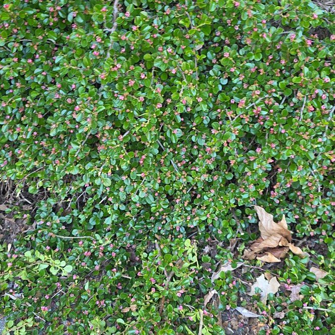 Photo of the plant species Wire Nettingbush by @DynamoDuwei15 named Mommy Jr on Greg, the plant care app