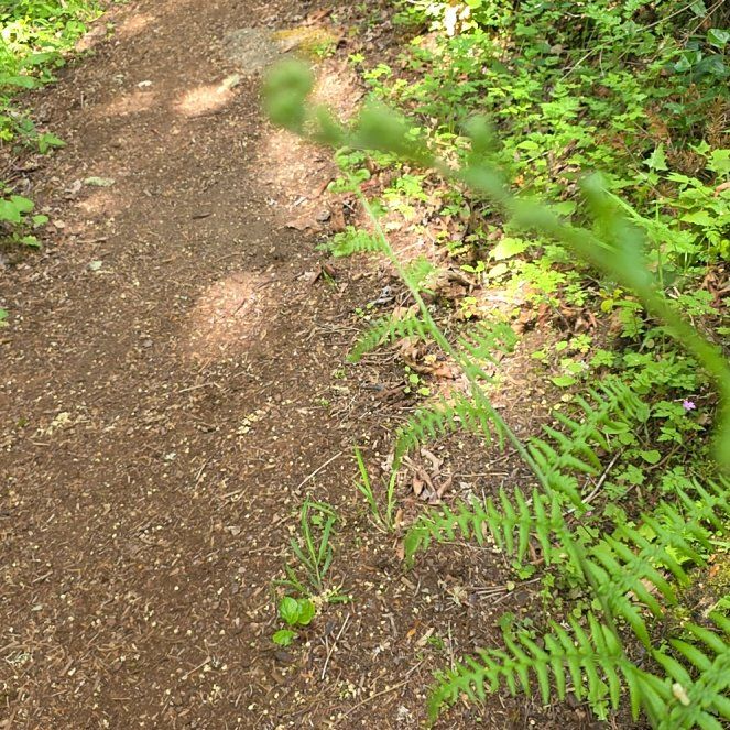 Photo of the plant species Bracken Fern by @DynamoDuwei15 named Aria on Greg, the plant care app