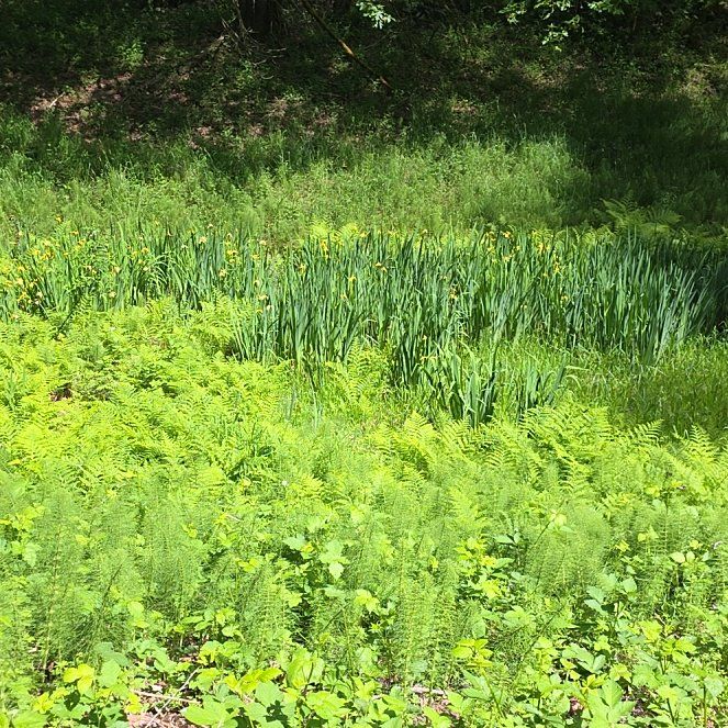 Photo of the plant species Yellow Iris by @DynamoDuwei15 named Dax on Greg, the plant care app
