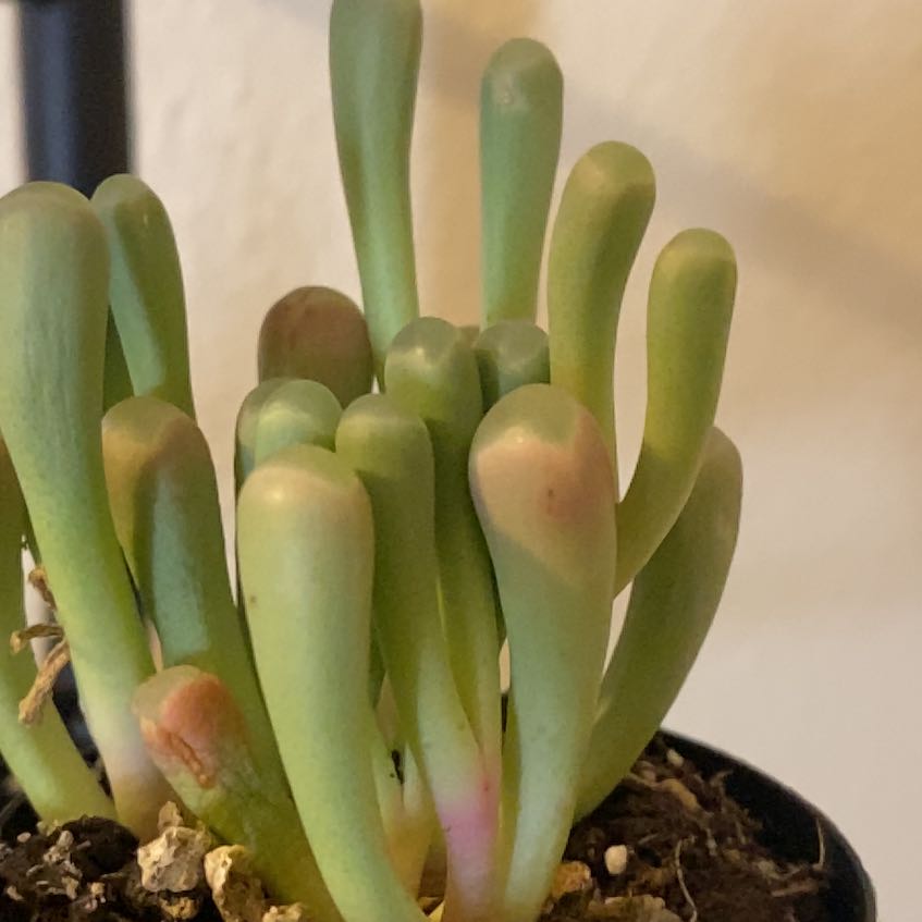 Photo of the plant species Coppery Mesemb by @RichAjídulce49 named Spike Leaves on Greg, the plant care app