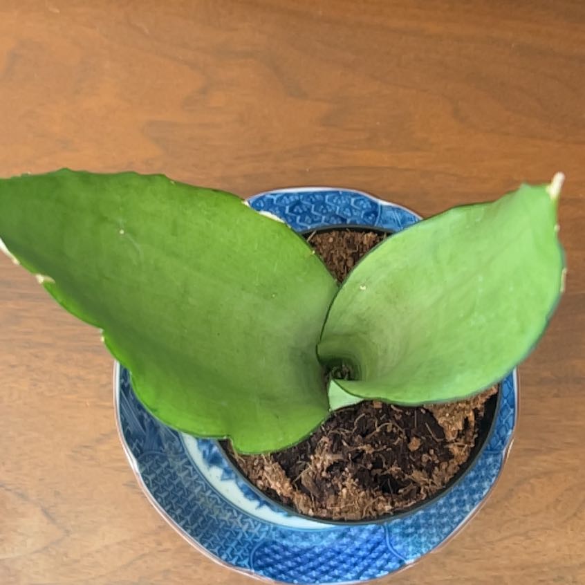 Photo of the plant species moonshine snake plant by @TheresaLee named Moonshine on Greg, the plant care app