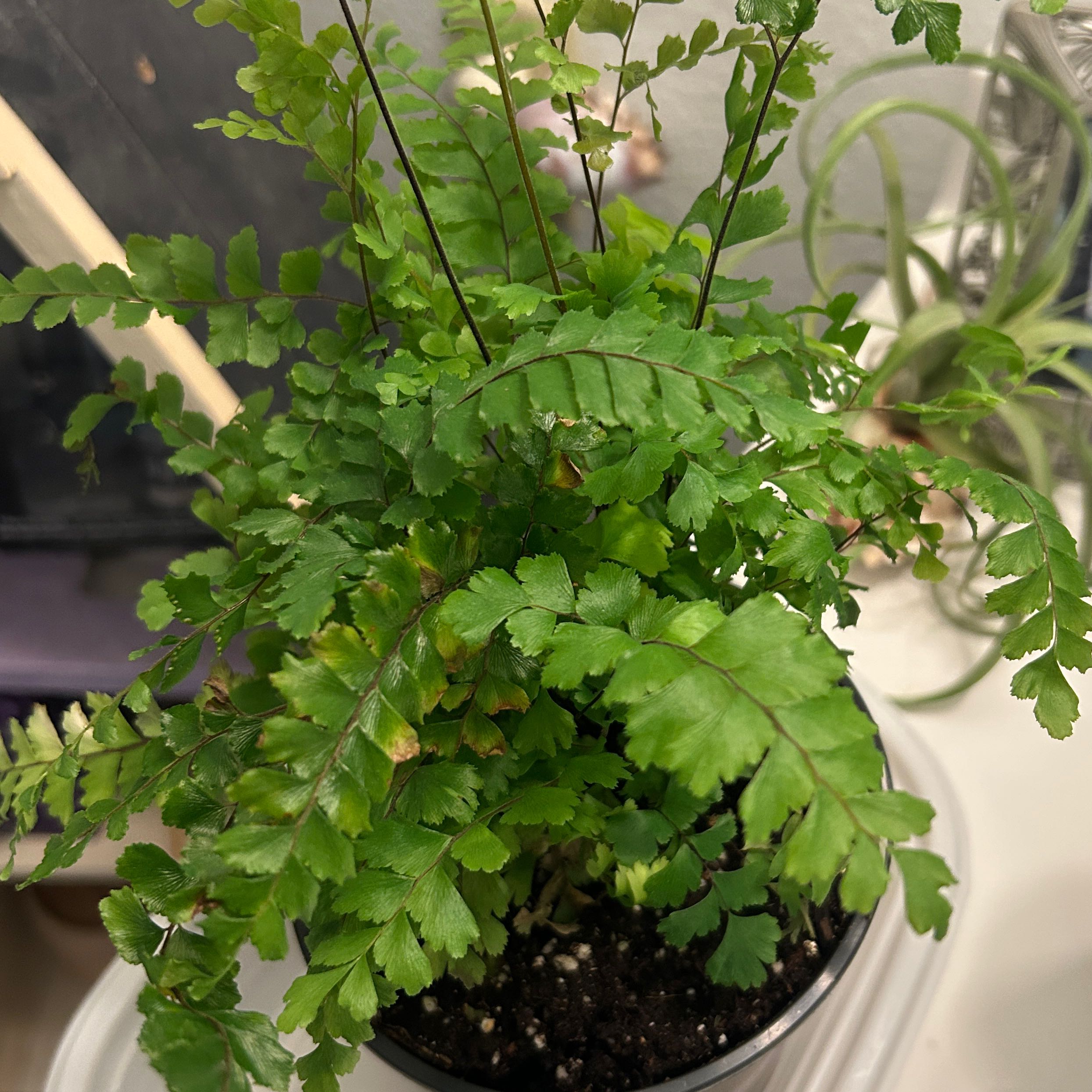 Photo of the plant species Northern Maidenhair Fern by @TheresaLee named Rainier on Greg, the plant care app