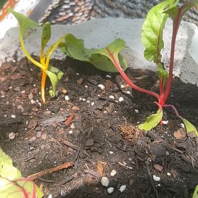 Photo of the plant species Rainbow Chard by @GnarlyZinnia90 named Delores on Greg, the plant care app