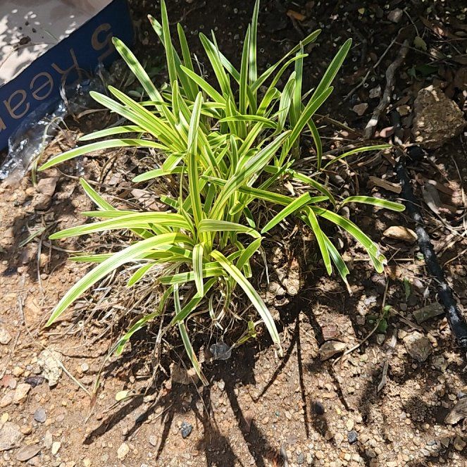 Photo of the plant species Japanese Sedge by @ZestComet54 named Prince on Greg, the plant care app