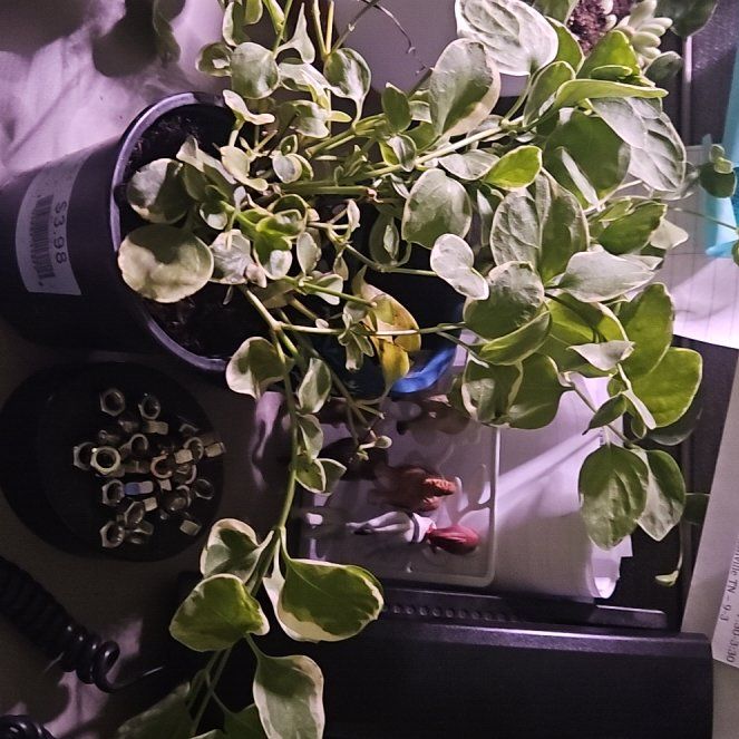 Photo of the plant species vinca vine by @ZestComet54 named Sanders on Greg, the plant care app
