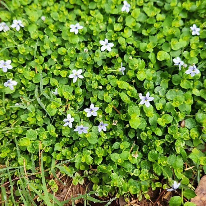 Photo of the plant species Blue Star Creeper by @riftdancer named Curie on Greg, the plant care app