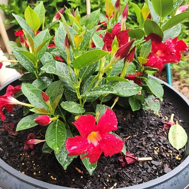 Photo of the plant species Rocktrumpet by @riftdancer named Clooney on Greg, the plant care app