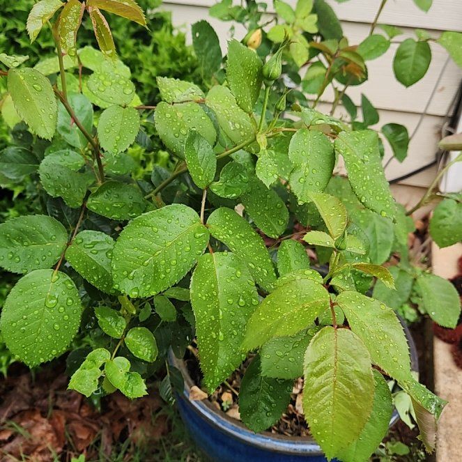 Photo of the plant species Mother of Pearl Rose by @riftdancer named Luna on Greg, the plant care app