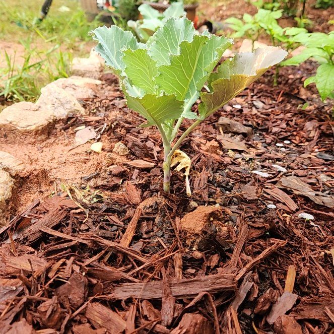 Photo of the plant species Collard Greens by @riftdancer named Stella on Greg, the plant care app