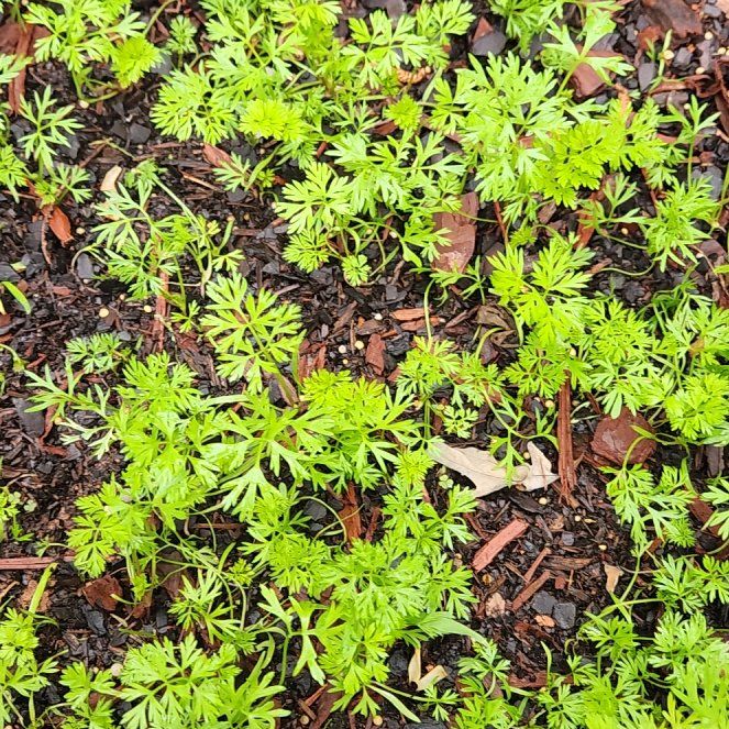 Photo of the plant species Carrot 'Mf' by @riftdancer named Forrest on Greg, the plant care app