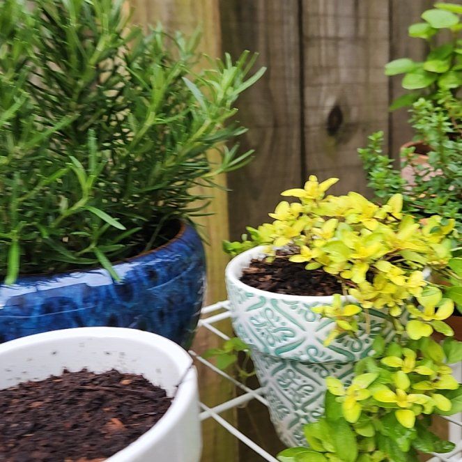 Photo of the plant species Golden Marjoram by @riftdancer named Wall-E on Greg, the plant care app