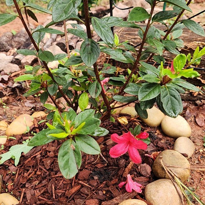 Photo of the plant species Encore Azalea by @riftdancer named Zion on Greg, the plant care app