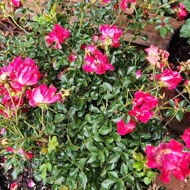 Photo of the plant species Red Drift Rose by @riftdancer named Doja Cat on Greg, the plant care app