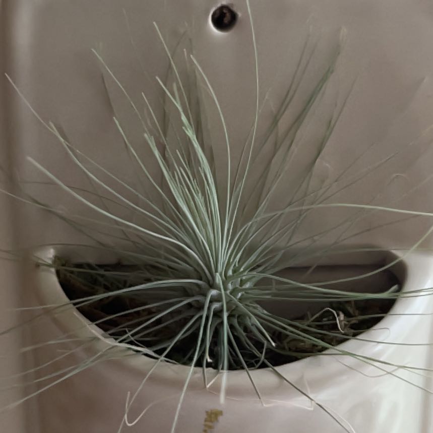 Photo of the plant species Tillandsia Fuchsii v. Gracilis by @PlantMania named AIR Tilly on Greg, the plant care app