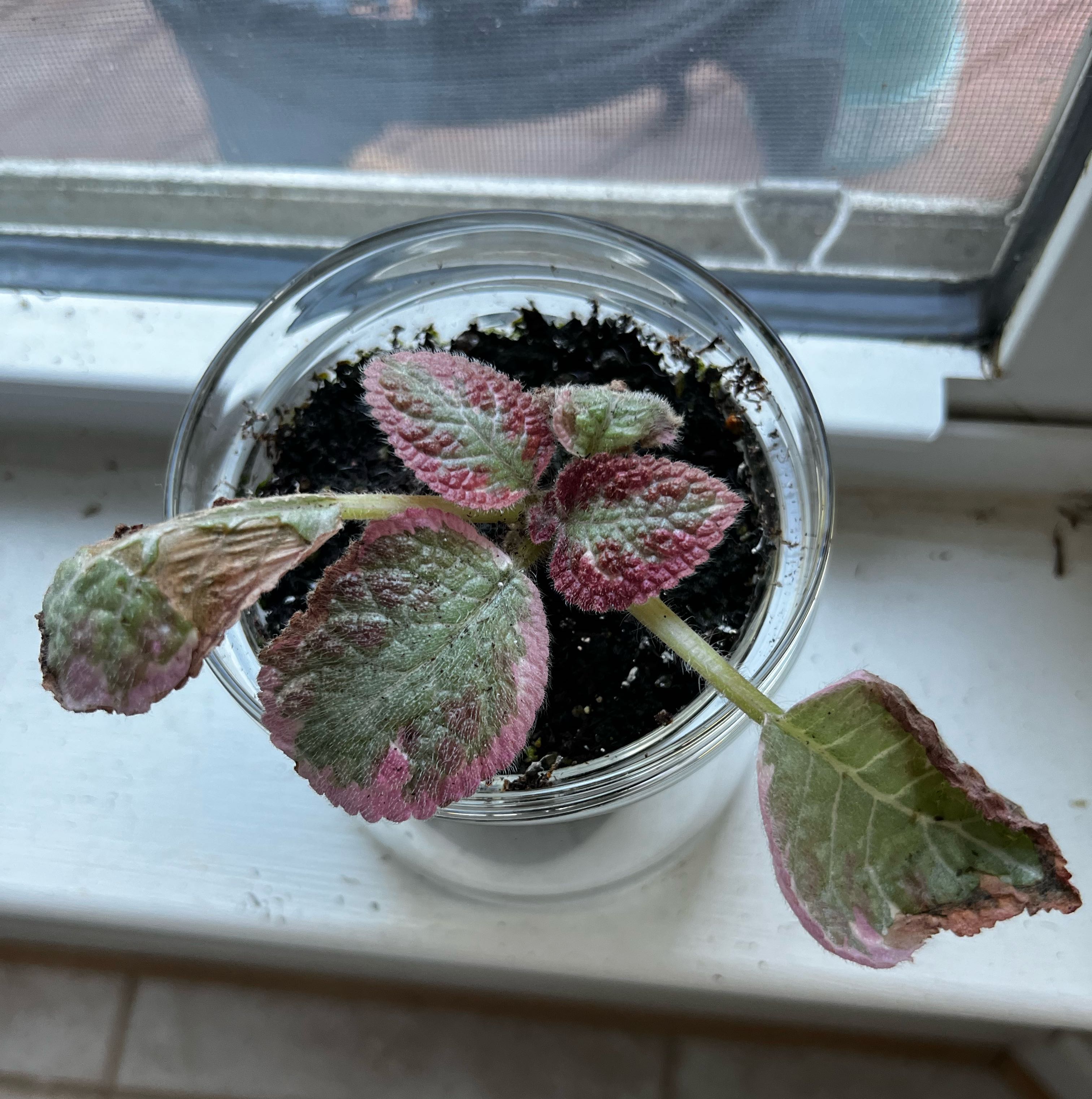 Photo of the plant species Episcia 'Pink Brocade' by @PlantMania named EPI Brocade on Greg, the plant care app