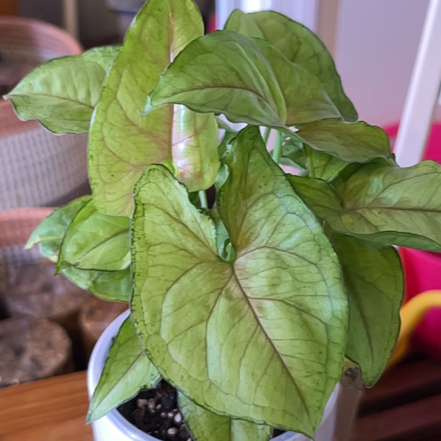 Photo of the plant species Berry Allusion Syngonium by @PlantMania named SYNG Pisha on Greg, the plant care app
