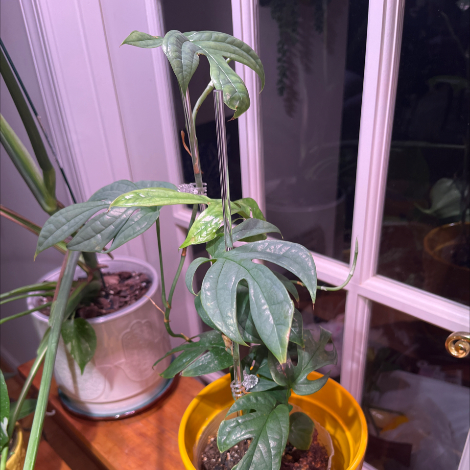 Photo of the plant species Amydrium by @PlantMania named AM Amalie on Greg, the plant care app