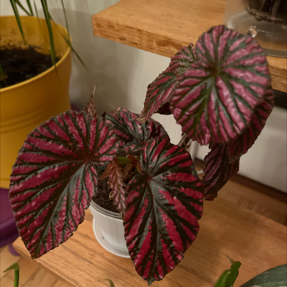 Photo of the plant species Brevirimosa Begonia by @PlantMania named BC Bree on Greg, the plant care app