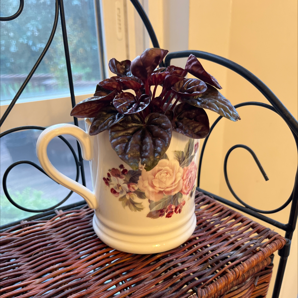 Photo of the plant species Red Ripple Peperomia by @PlantMania named Pe Beyonce on Greg, the plant care app