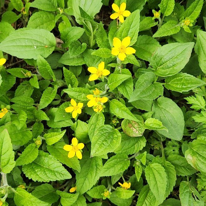 Photo of the plant species Golden-Knee by @SapientNeslia20 named Queen on Greg, the plant care app