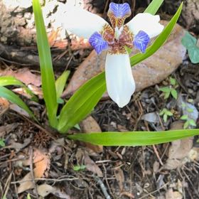 Photo of the plant species Trimezia gracilis by @FullComet61 named Planty on Greg, the plant care app