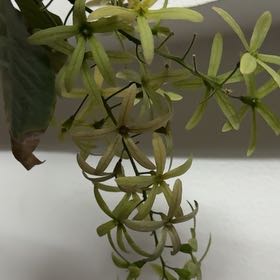 Photo of the plant species Queen's Wreath by @ElegantLychee22 named Figyonce on Greg, the plant care app