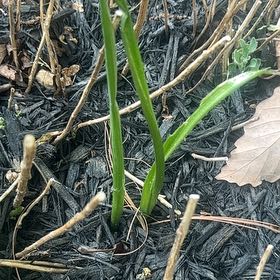 Photo of the plant species Onion Weed by @HeadMystax96 named Orlando Bloom on Greg, the plant care app