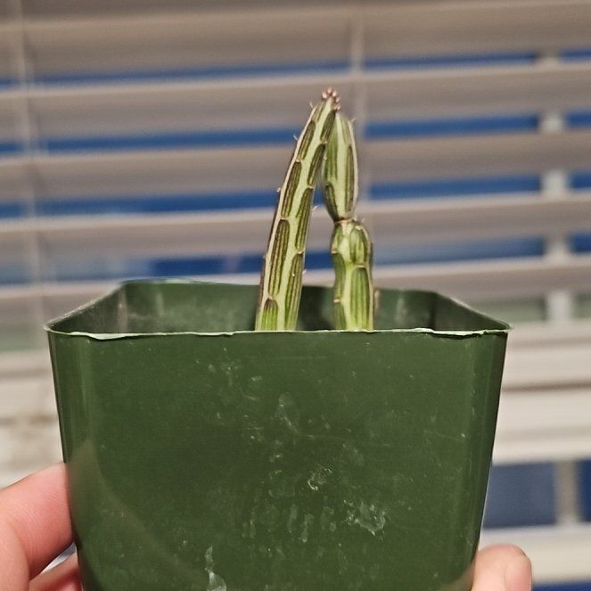 Photo of the plant species Pickle Plant by @JazzyOrangelily named Peter Parker on Greg, the plant care app