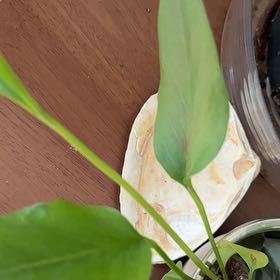 Photo of the plant species Anthurium 'Big Red Bird' by @EclecticMango42 named Dax on Greg, the plant care app