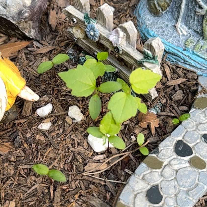 Photo of the plant species American Hogpeanut by @CunningWeed63 named Gates on Greg, the plant care app