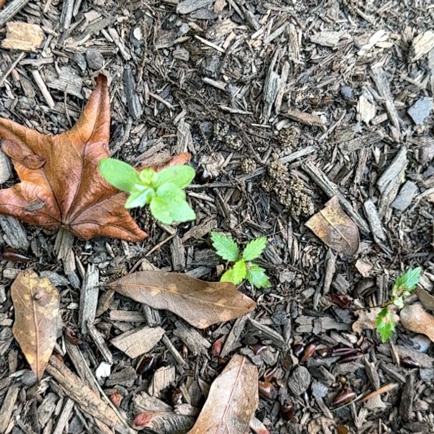 Photo of the plant species Broad-Leaved Starflower by @CunningWeed63 named Navajo on Greg, the plant care app