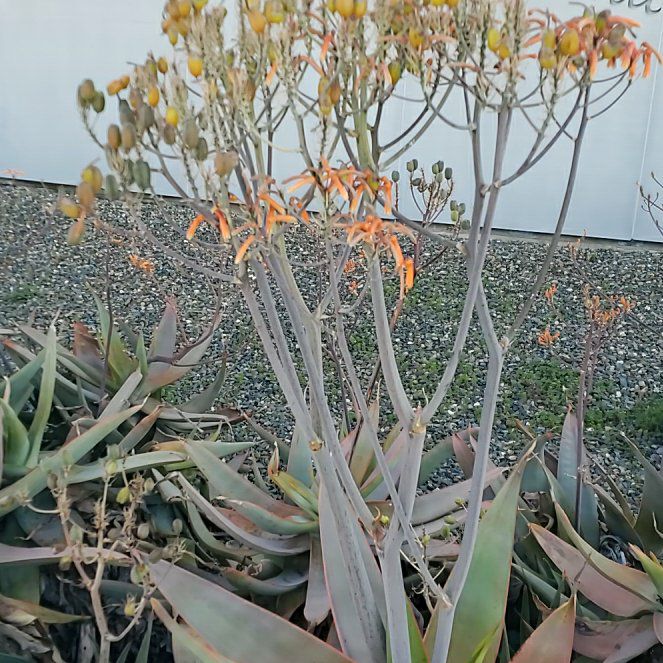 Photo of the plant species Coral Aloe by @VipAssamtea81 named Duke on Greg, the plant care app