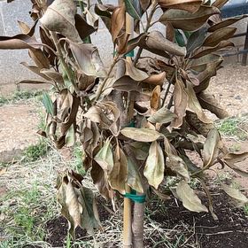 Photo of the plant species Little Gem Magnolia by @FairPeyote80 named Burntynoy set on Greg, the plant care app
