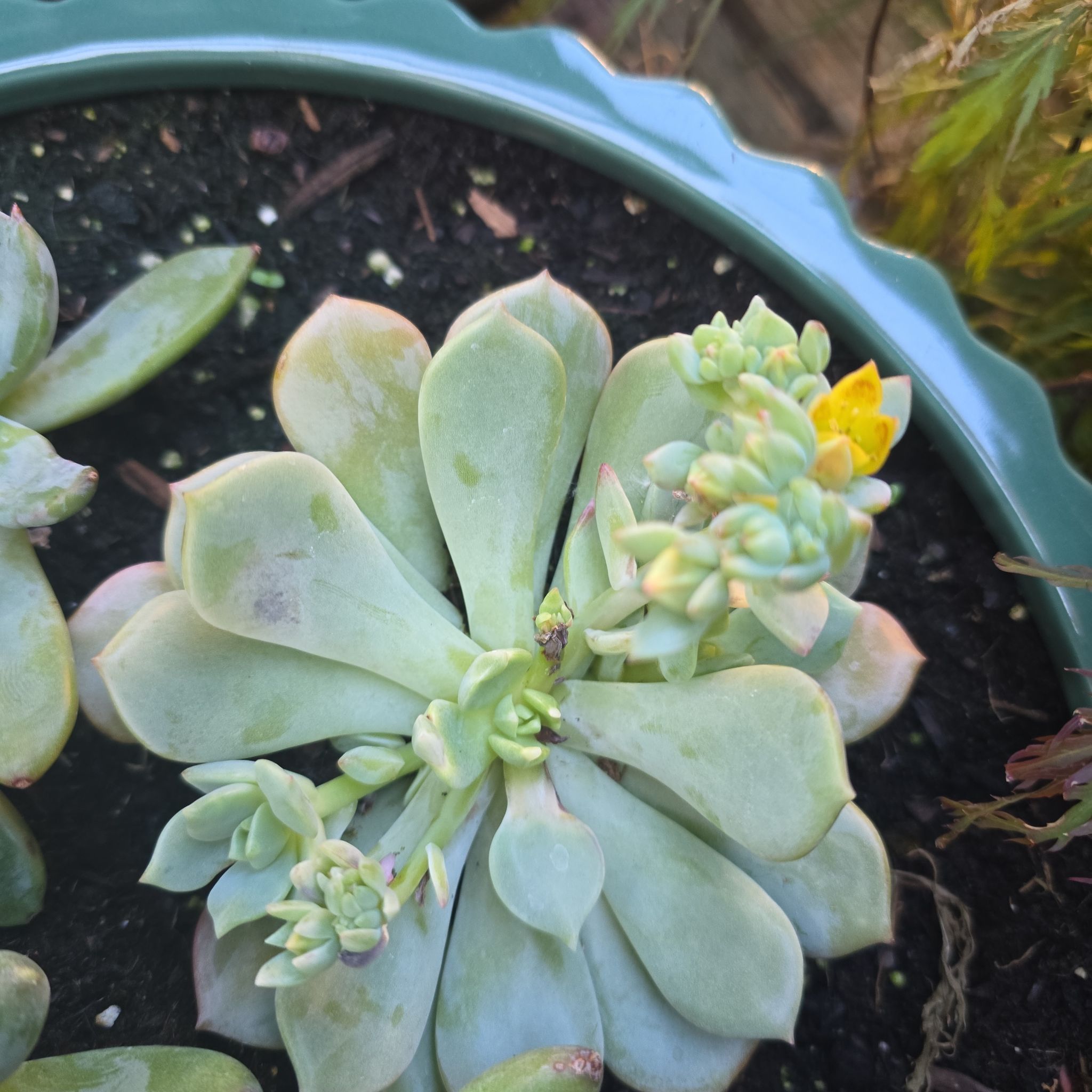 Photo of the plant species Graptoveria 'Moonglow' by @GrownRedclaws85 named Delilah on Greg, the plant care app