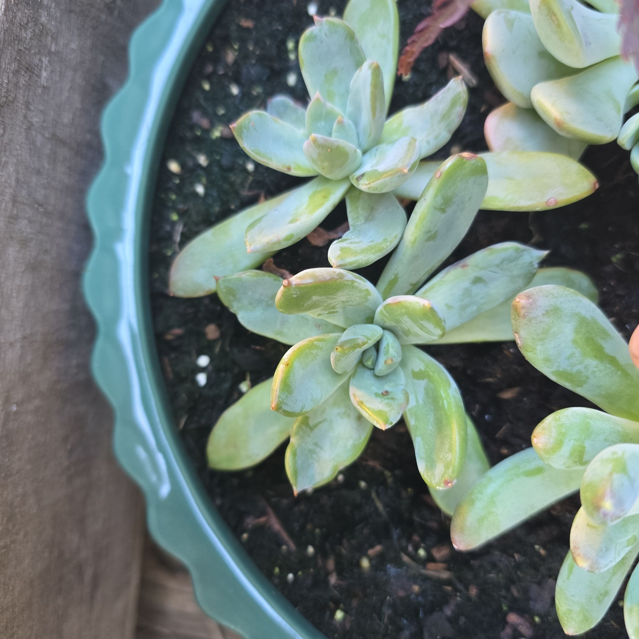 Photo of the plant species Pachyveria 'Blue Quartz' by @GrownRedclaws85 named Marley on Greg, the plant care app
