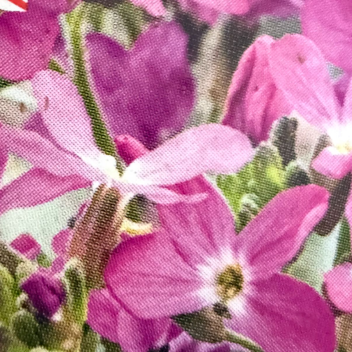 Photo of the plant species Coast Rock Cress by @GentlePetunia83 named Toby Arabis Rose on Greg, the plant care app