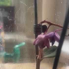 Photo of the plant species Fairy Slipper by @GentlePetunia83 named Doja Cat on Greg, the plant care app