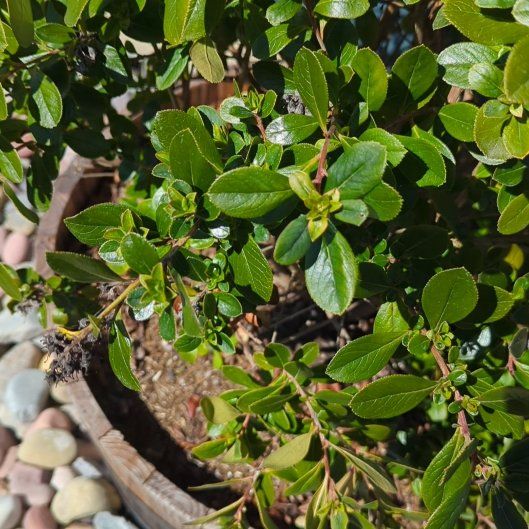 Photo of the plant species Redclaws by @PetBarley49 named Orlando Bloom on Greg, the plant care app
