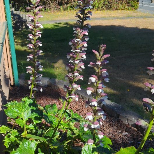 Photo of the plant species Acanthus Mollis by @PetBarley49 named Willow on Greg, the plant care app